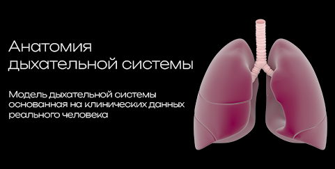Lungs 3D model preview